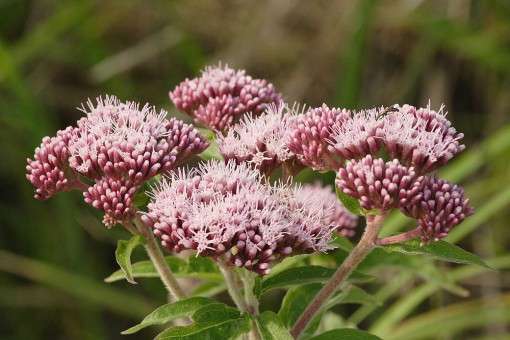 eupatorium cannabinum hemp agrimony marginal pond plants bp038
