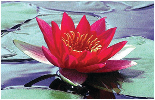 Nymphaea 'Laydekeri Fulgens'