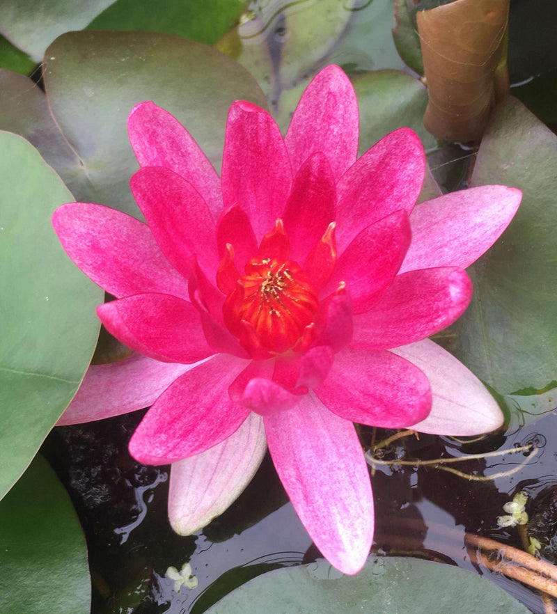 Nymphaea 'Laydekeri Fulgens'