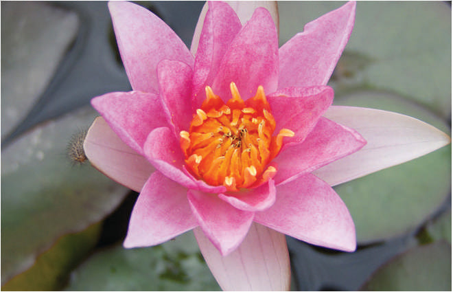 Nymphaea 'Laydekeri Lilacea'