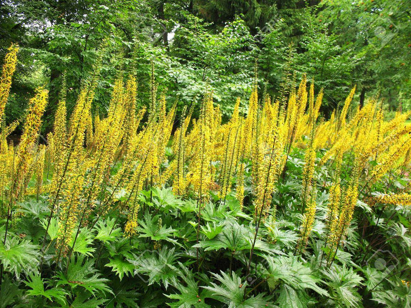 ligularia przwalskii marginal pond plants bp070