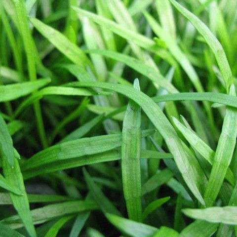 lilaeopsis brasilensis brazilian micro sword marginal pond plants pond plants water plants ox012
