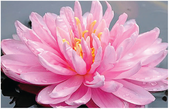 Nymphaea 'Lily Pons'