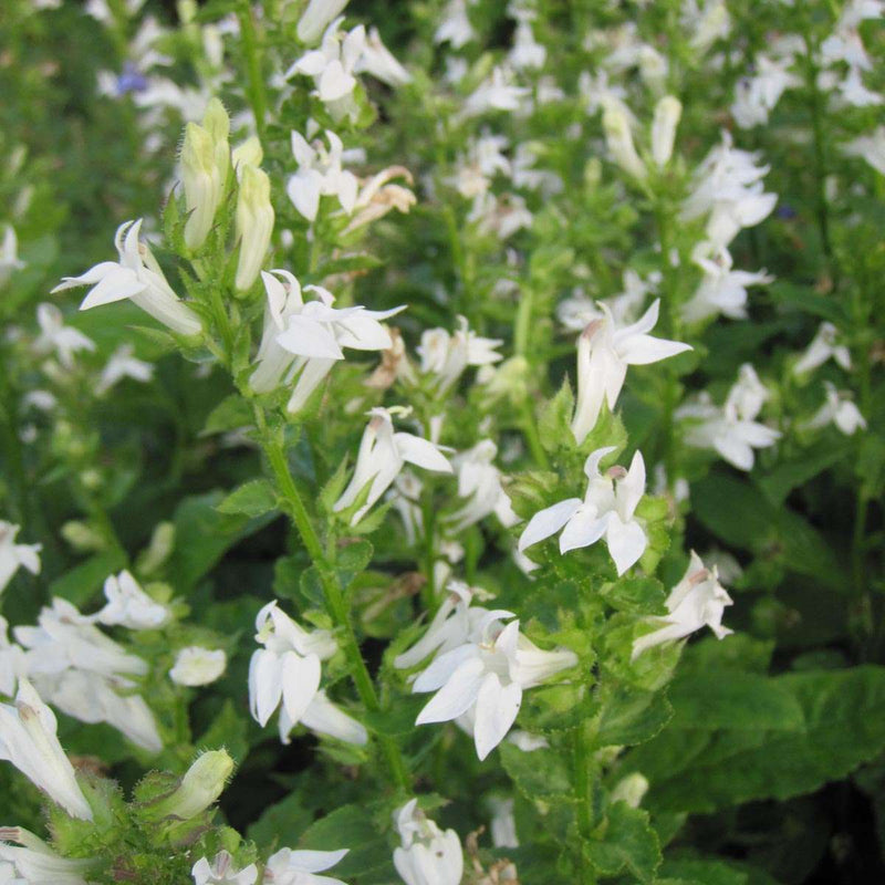 lobelia siphilitica alba white lobelia marginal pond plants mbp073