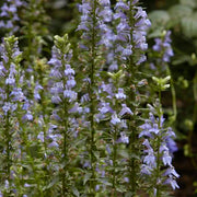 lobelia siphilitica blue lobelia marginal pond plants mbp072