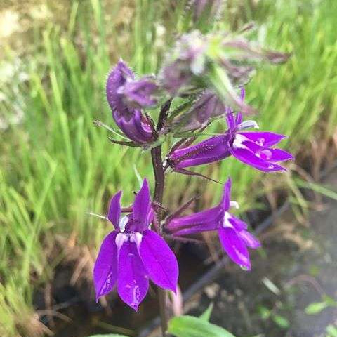 lobelia vedrariensis purple lobelia marginal pond plants mbp074