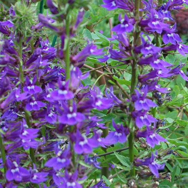 lobelia vedrariensis purple lobelia marginal pond plants mbp074