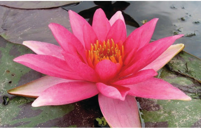 Nymphaea 'Lucida'