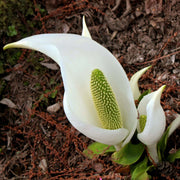 lysichiton camtschatcensis marginal pond plants mp072