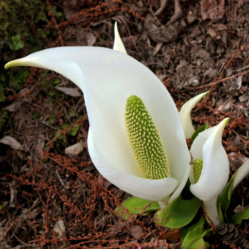 lysichiton camtschatcensis marginal pond plants mp072