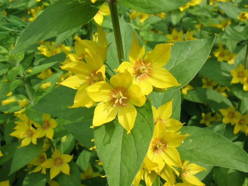 lysimachia punctata dotted loosestrife marginal pond plants bp076