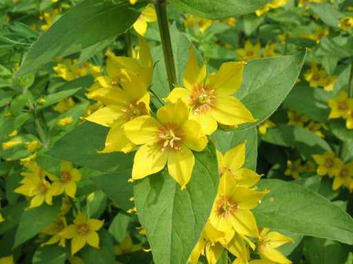 lysimachia punctata dotted loosestrife marginal pond plants bp076