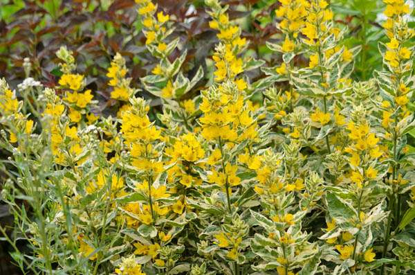 lysimachia punctata alexander marginal pond plants bp076a