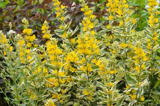 lysimachia punctata alexander marginal pond plants bp076a