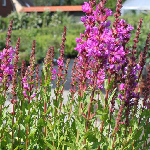 lythrum salicaria robert loosestrife marginal pond plants mbp077a