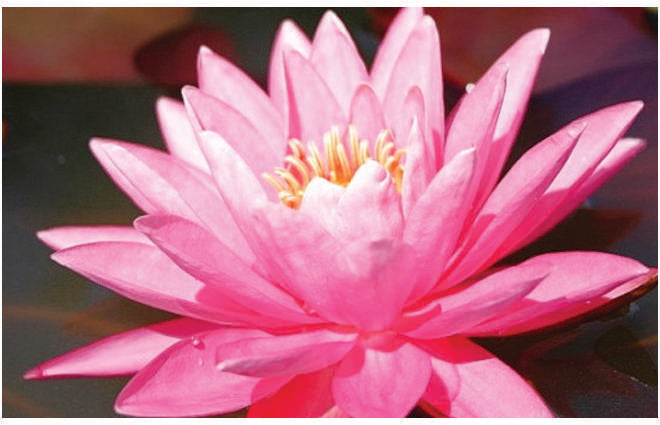 Nymphaea 'Magnificent'