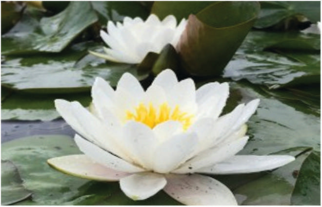 Nymphaea 'Marliacea Albida'