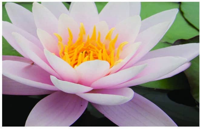 Nymphaea 'Marliacea Carnea'