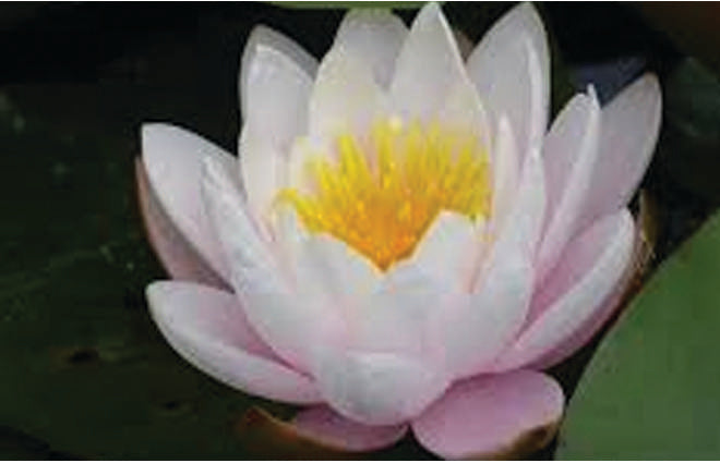 Nymphaea 'Marliacea Rosea'