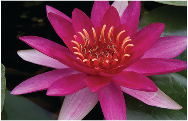 Nymphaea 'Marliacea Rubra Punctata'