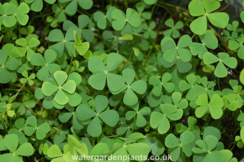 Marsilea quadrifolia (European Water Clover)