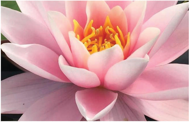 Nymphaea 'Martha'