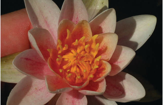 Nymphaea 'Mary Patricia'