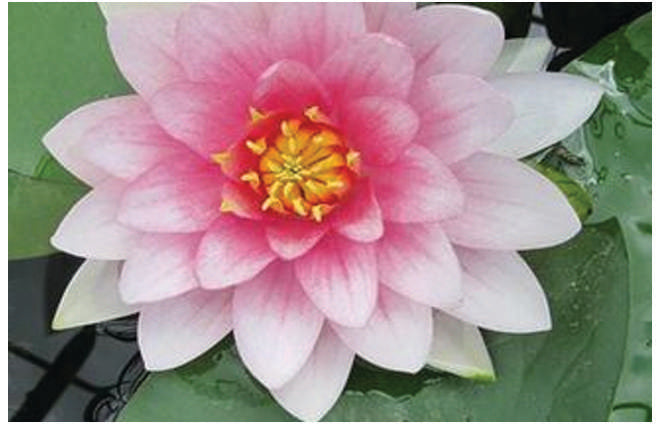 Nymphaea 'Masaniello'