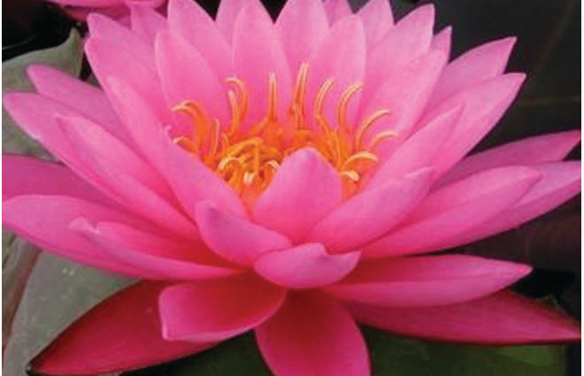 Nymphaea 'Mayla'