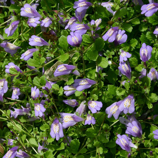 mazus reptans chinese marshflower marginal pond plants bp081