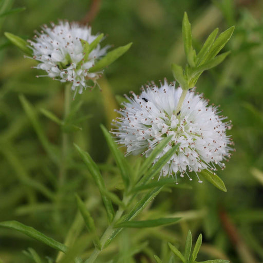 preslia cervina mentha cervina marginal pond plants mp097