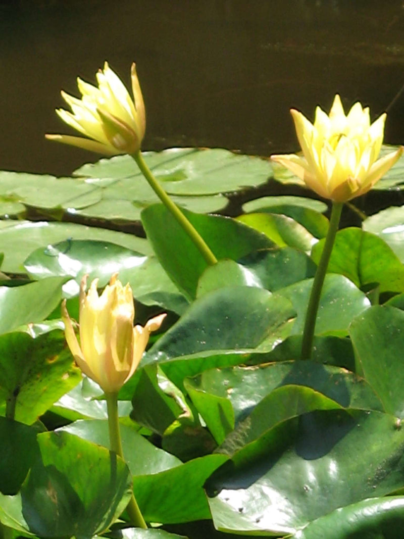 Nymphaea 'Mexicana' (Sunrise)