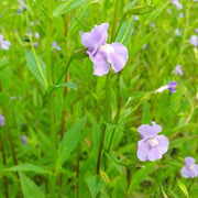 mimulus ringens lavender musk marginal pond plants mp082