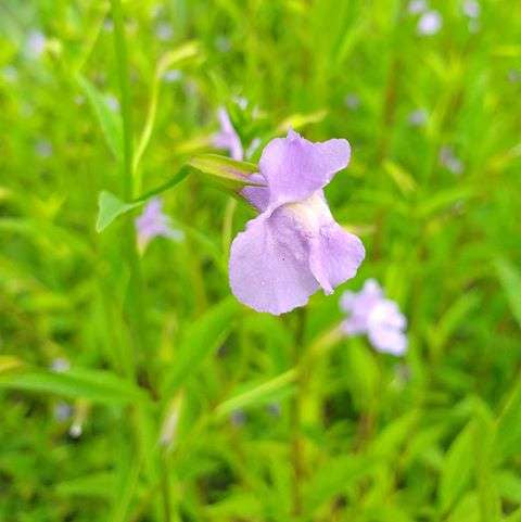 mimulus ringens lavender musk marginal pond plants mp082