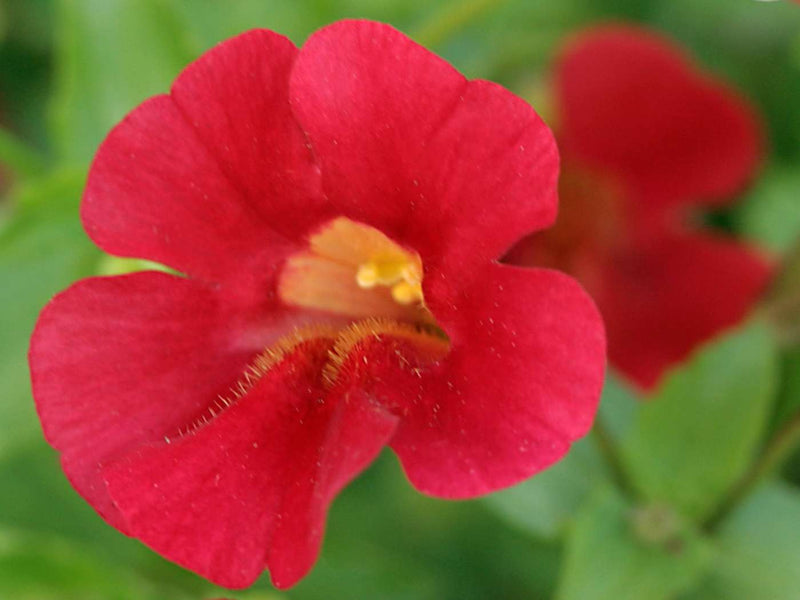 mimulus cupreus red emperor marginal pond plants mp080