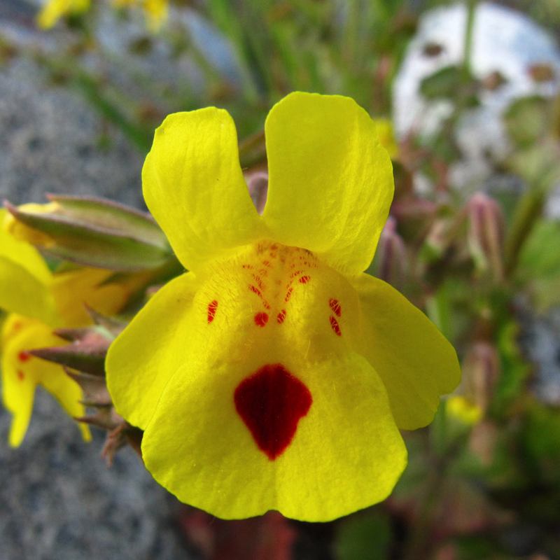 mimulus guttatus common monkey flower marginal pond plants mp081
