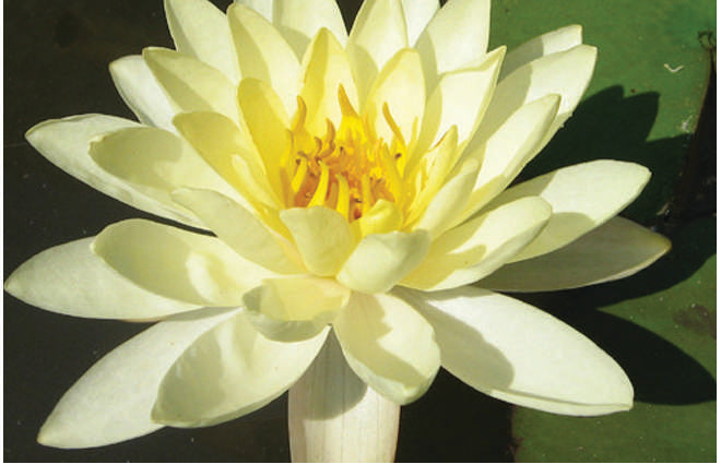 Nymphaea 'Moorei'
