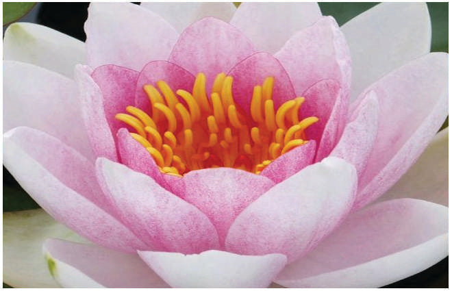 Nymphaea 'Mrs Richmond'