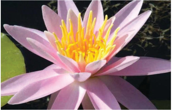 Nymphaea 'Mrs CW Thomas'