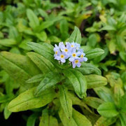 myosotis scorpioides water forget me not marginal pond plants mp084