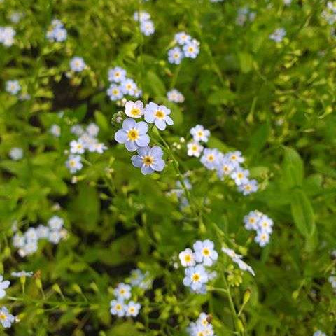 myosotis scorpioides water forget me not marginal pond plants mp084