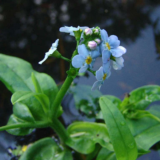myosotis scorpioides water forget me not marginal pond plants mp084