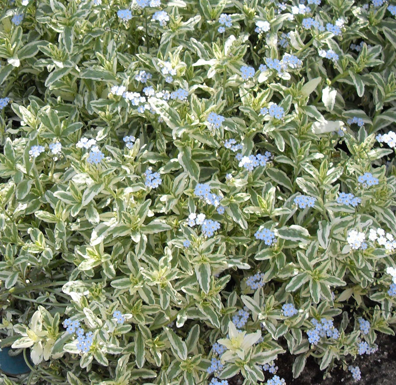 myosotis scorpiodes variegata marginal pond plants bp087a