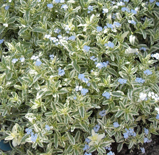 myosotis scorpiodes variegata marginal pond plants bp087a