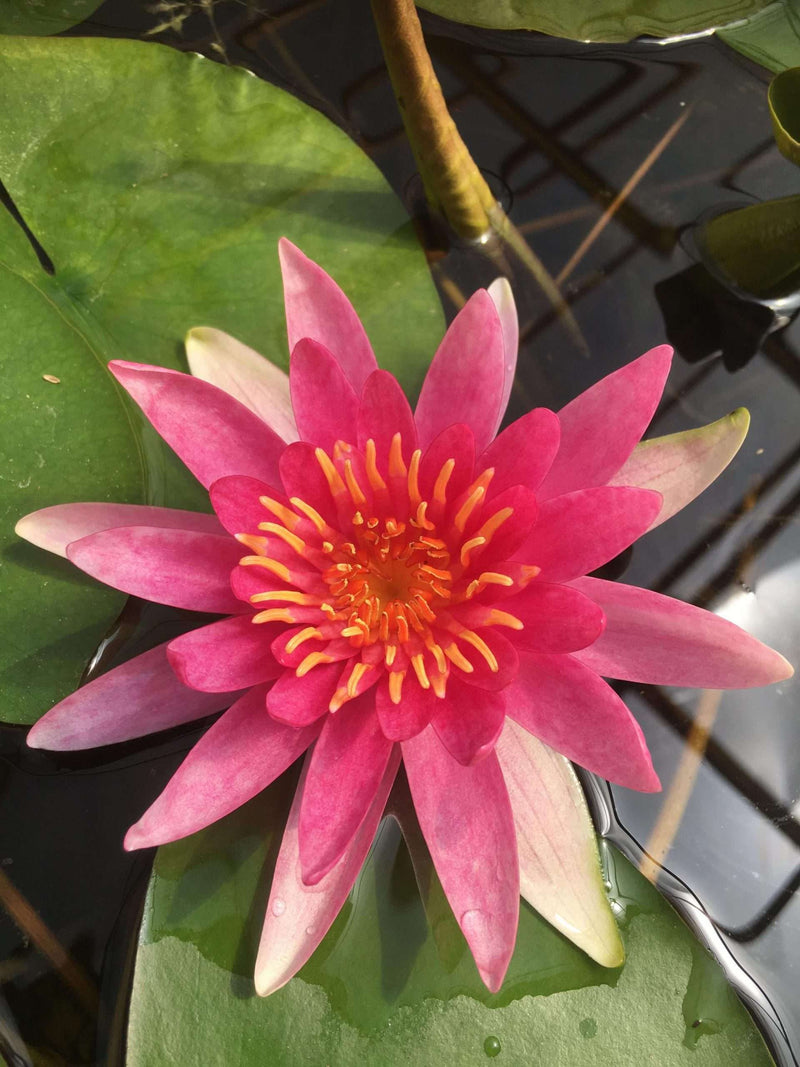 Nymphaea 'Newton'