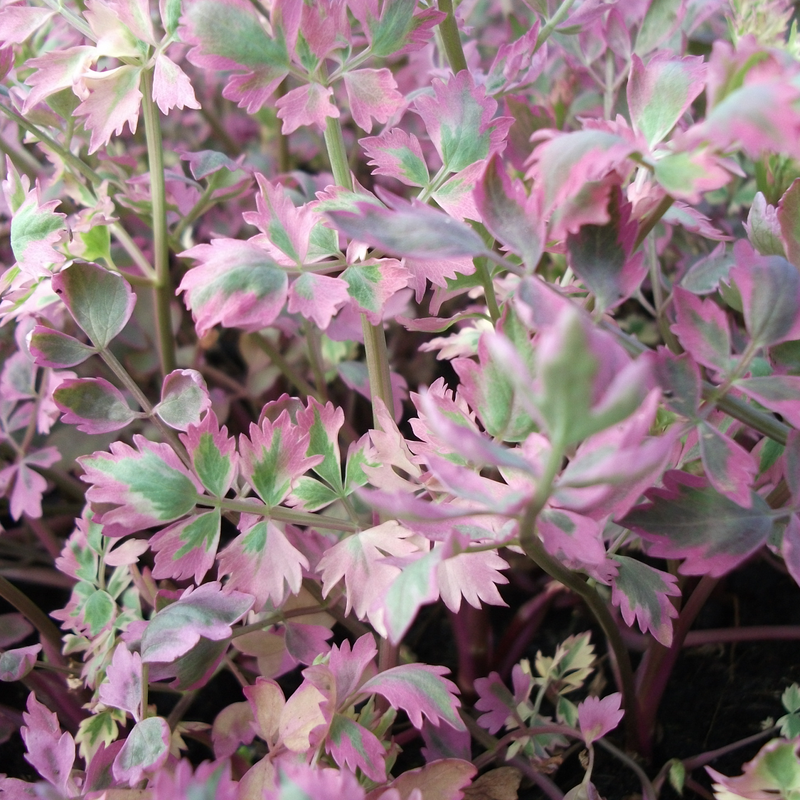 Oenanthe fistulosa 'Flamingo' (Variegated Water Dropwort)