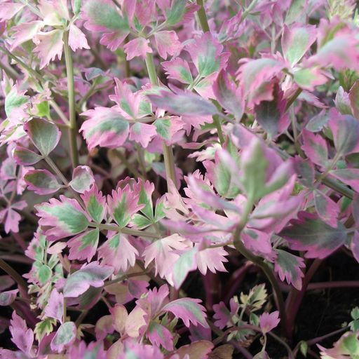 oenanthe javanica flamingo marginal pond plants mbp088