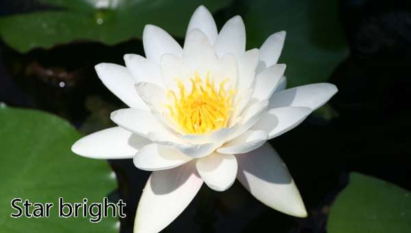 Nymphaea 'Star Bright'
