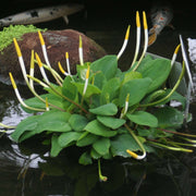 orontium aquaticum golden club marginal pond plants mp086