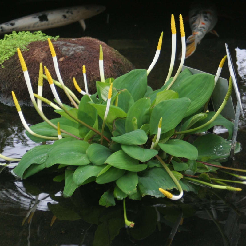 orontium aquaticum golden club marginal pond plants mp086